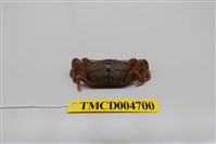 藏品(萬歲大眼蟹)的圖片